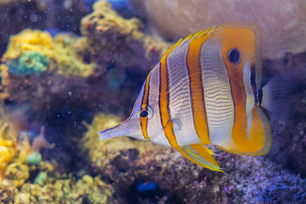 yellow and gray fish