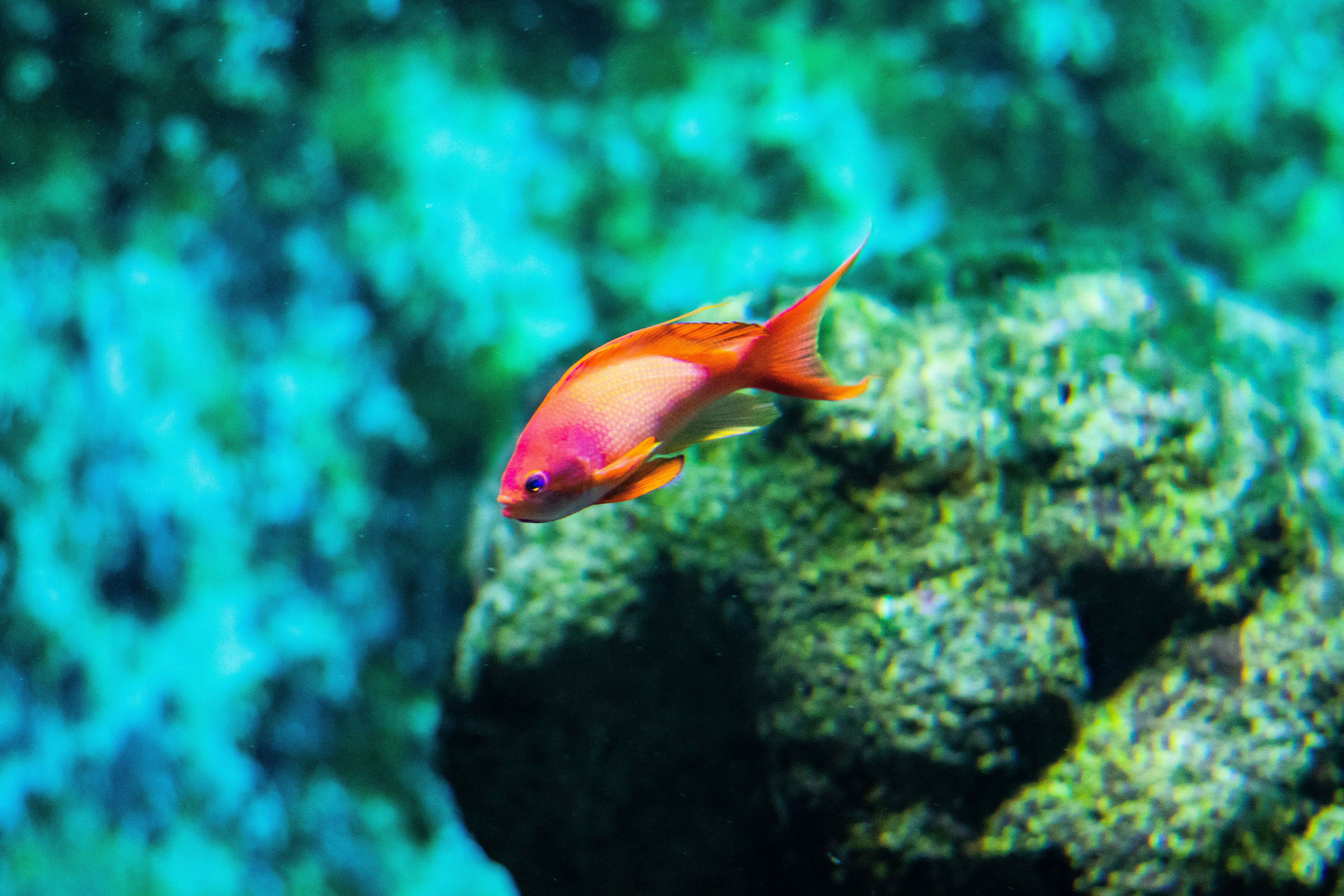 selective focus photography of orange and pink fish photo Free Sea