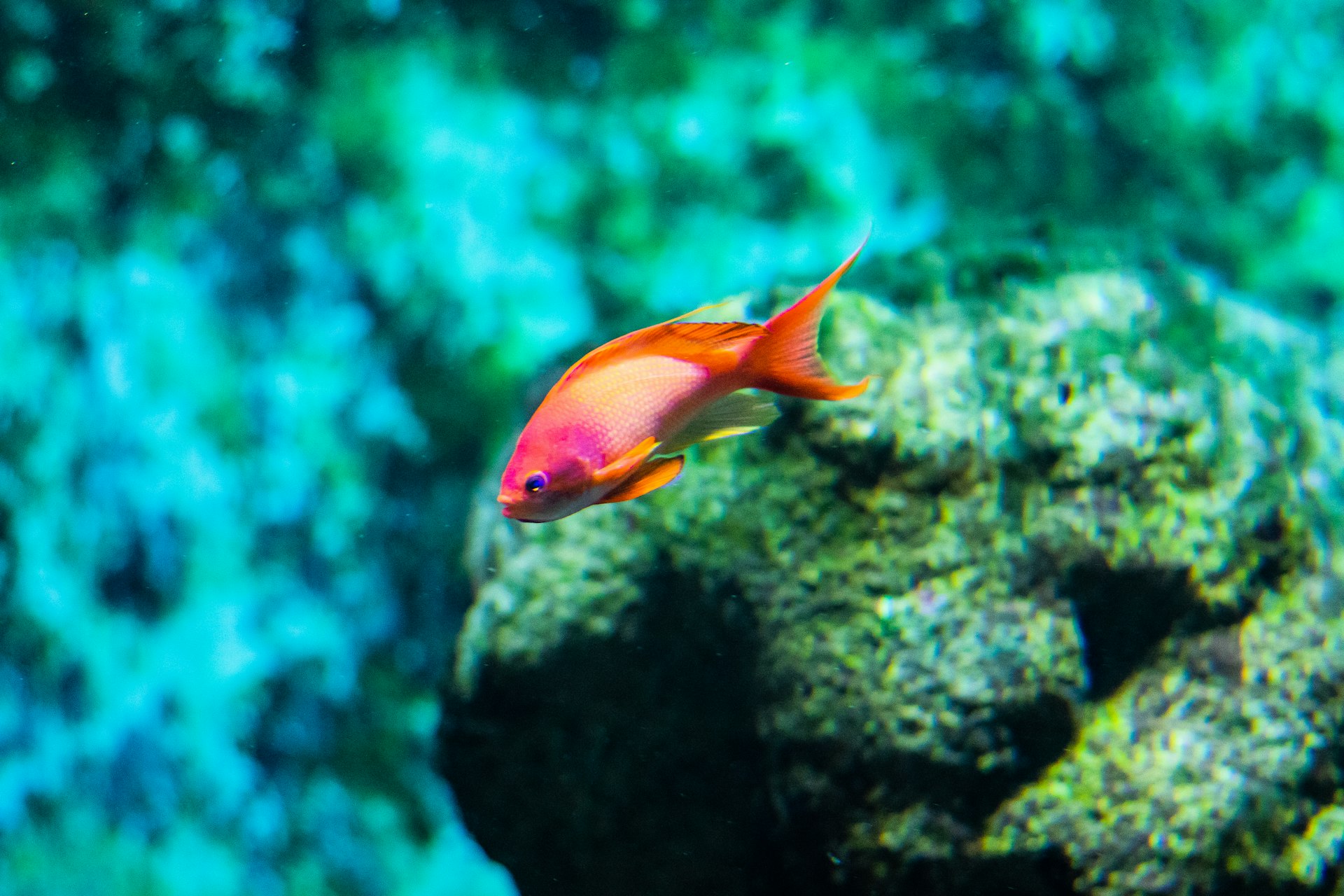 selective focus photography of orange and pink fish
