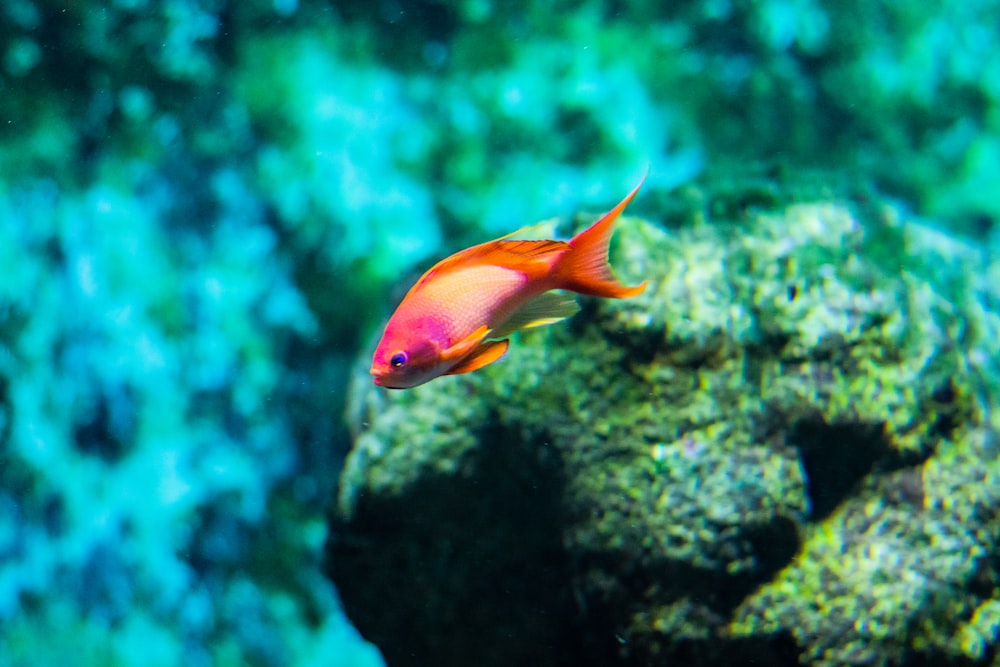 selective focus photography of orange and pink fish