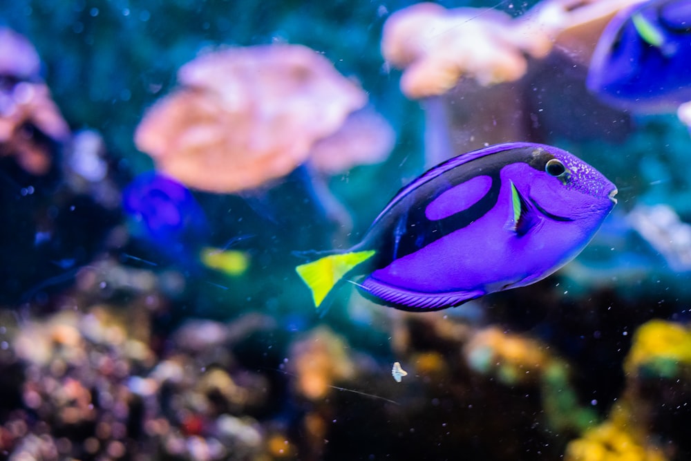 purple fish in water