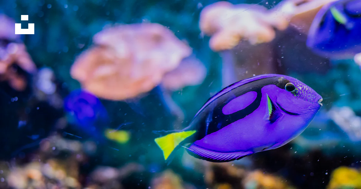 Peixe Roxo Foto Peixes roxos na água – Imagem de Mar grátis no Unsplash