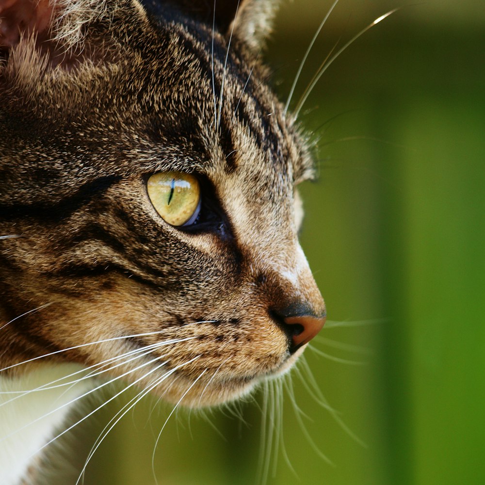 gray tabby cat closeup photograpgy