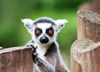 lemur on brown wooden fence