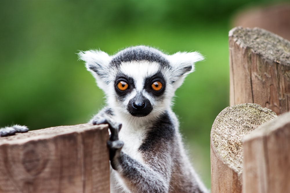 lemure su recinzione di legno marrone
