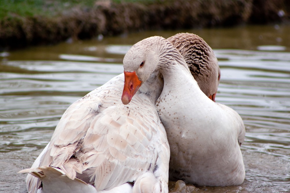 two white geese near body of water