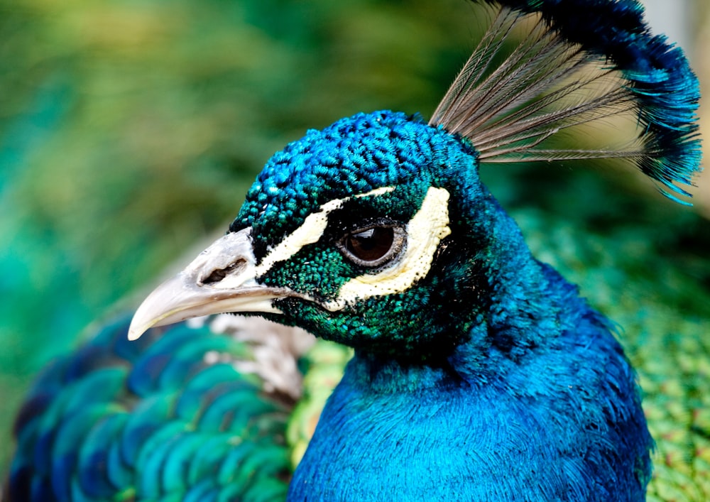 blue peacock during daytime