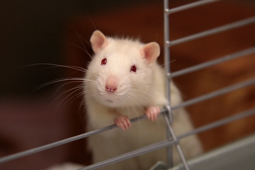 white mouse in cage