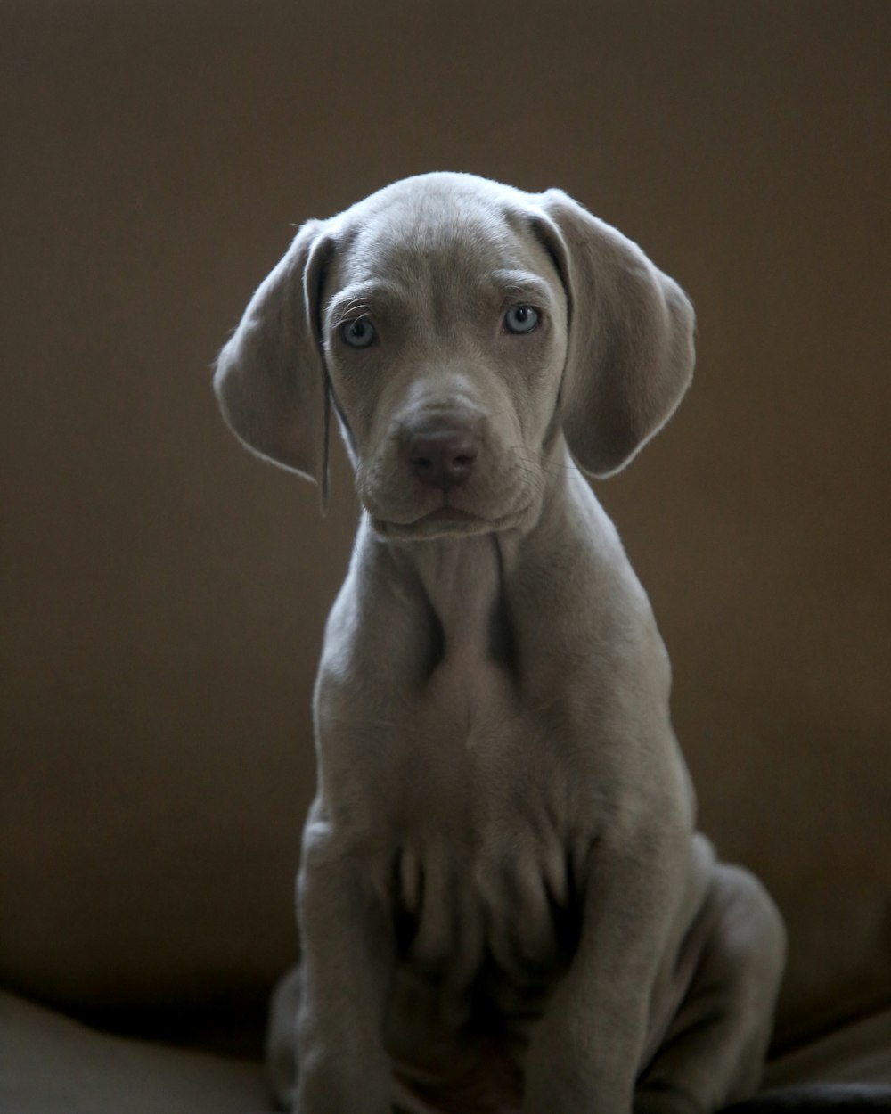 short-coated gray puppy sitting near brown wall