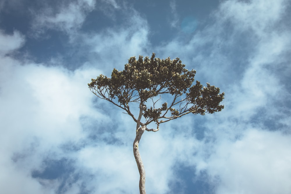 green tree under blue and white sky