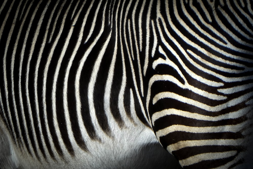 black and white zebra