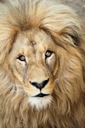 close up photography of lion