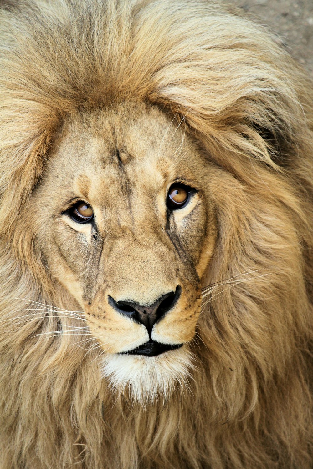 Photographie en gros plan de Lion