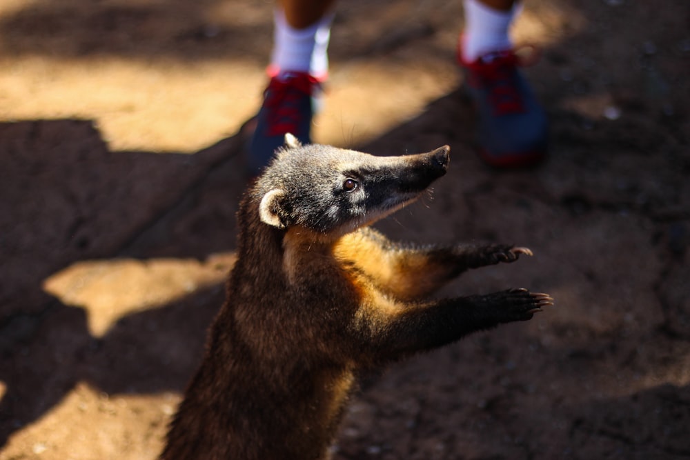 昼間、人間の前に立っている茶色の動物