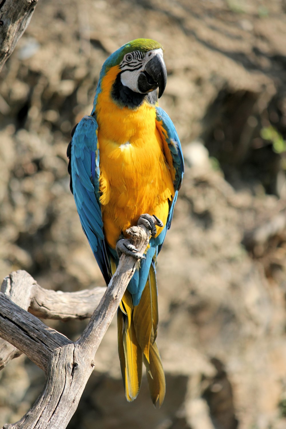 Loro azul y amarillo posado en un árbol durante el día