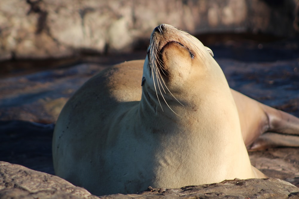 sealion during daytime