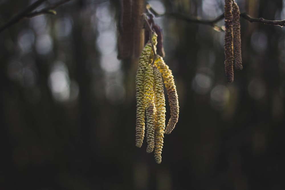 a bunch of yellow flowers hanging from a tree