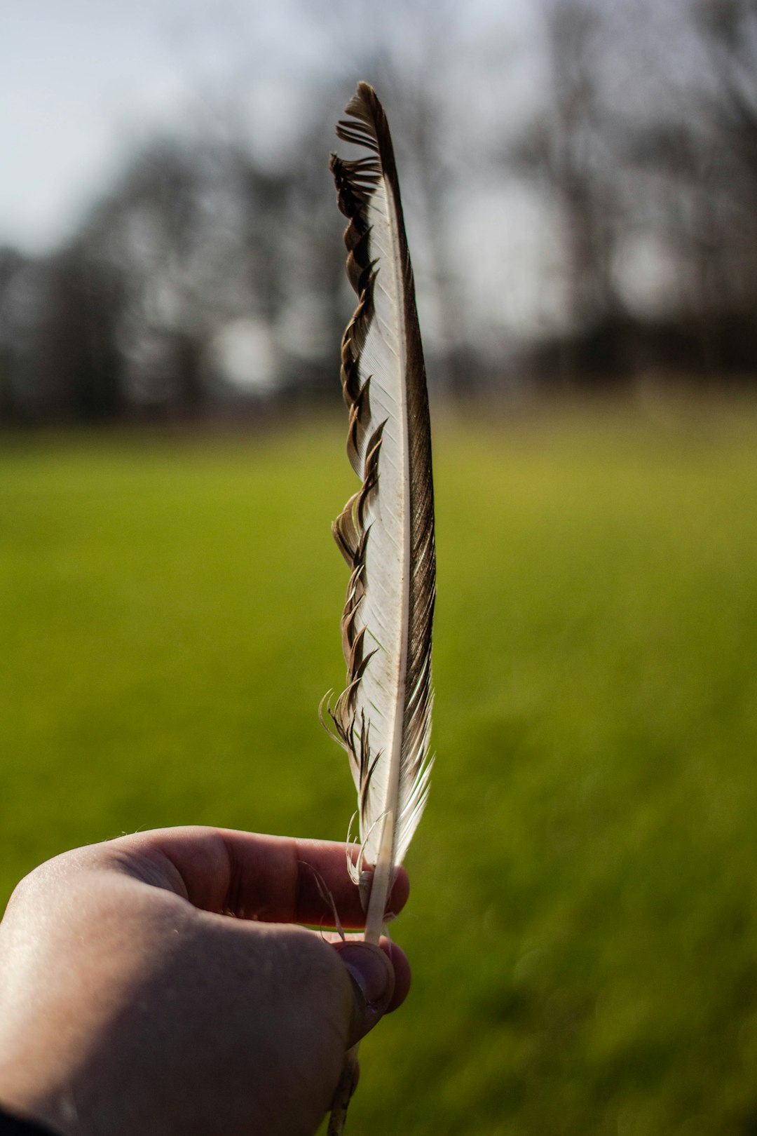 selective focus photography of white and black feather