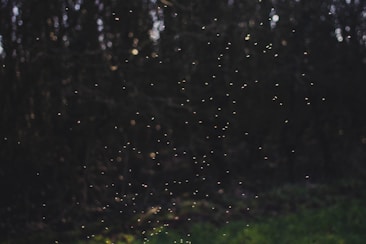 a blurry photo of a field with trees in the background