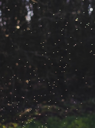 a blurry photo of a field with trees in the background