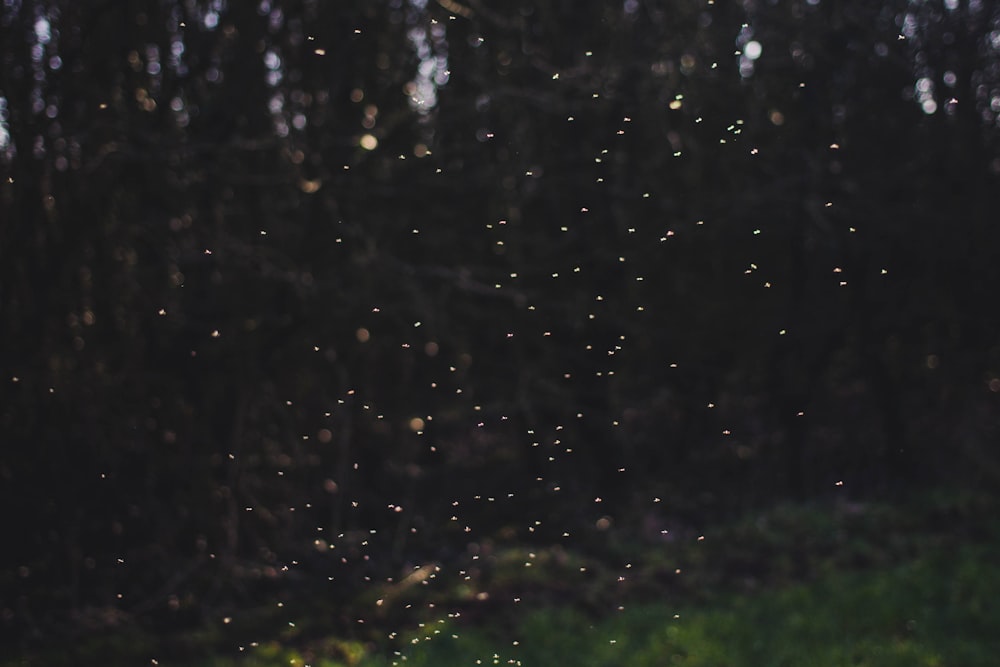 a blurry photo of a field with trees in the background