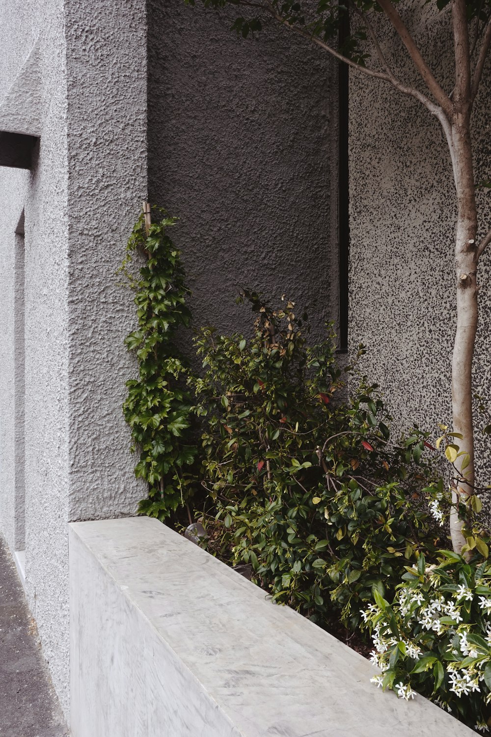 green-leafed plants beside wall