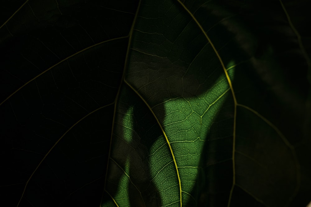 selective focus photo of leaf