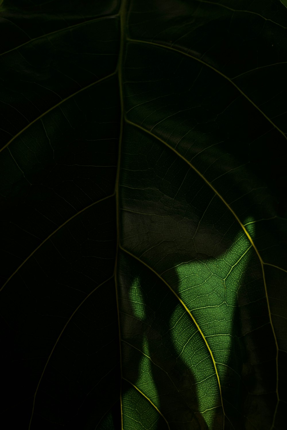 the shadow of a person on a large leaf