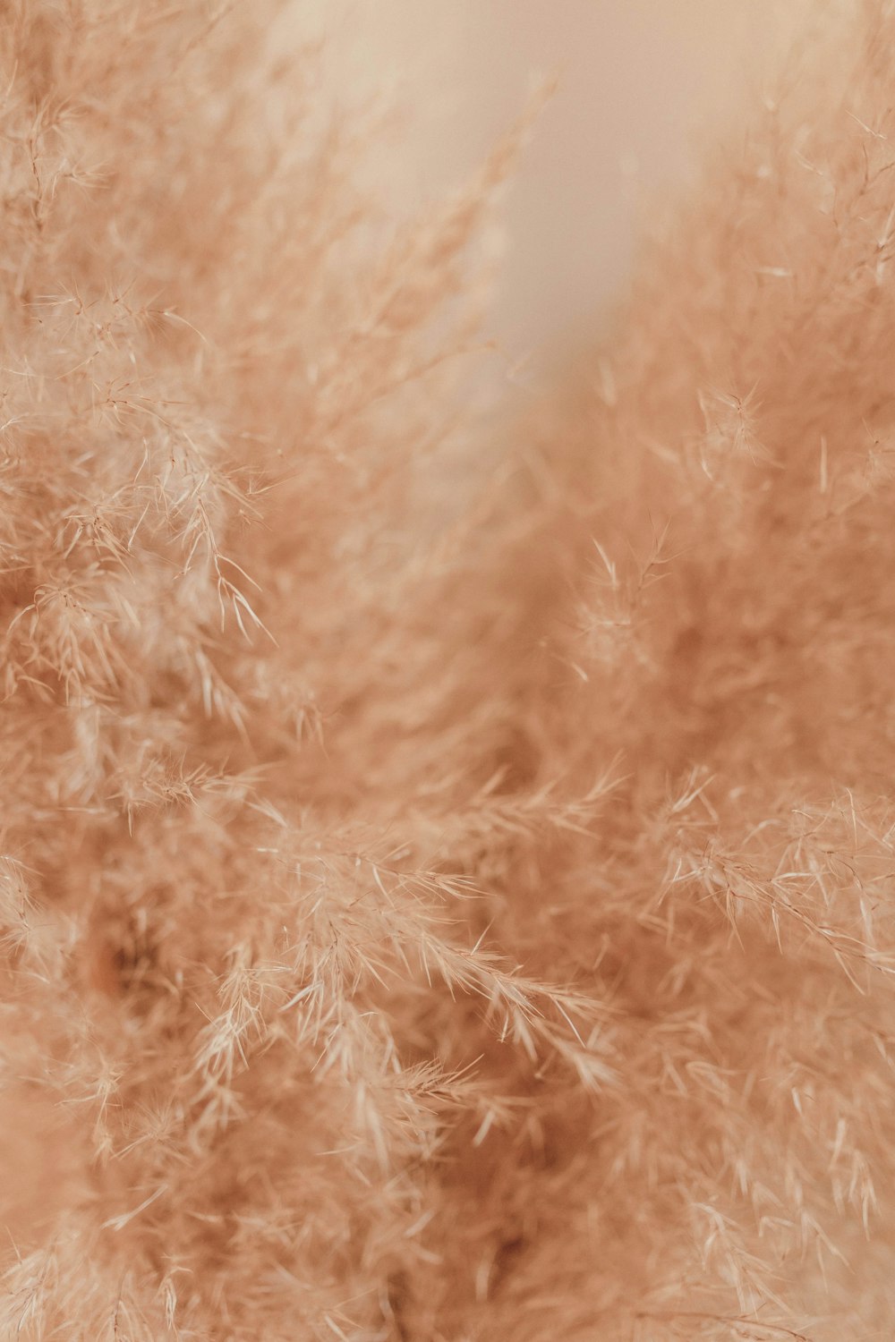 una imagen borrosa de un manojo de hierba seca