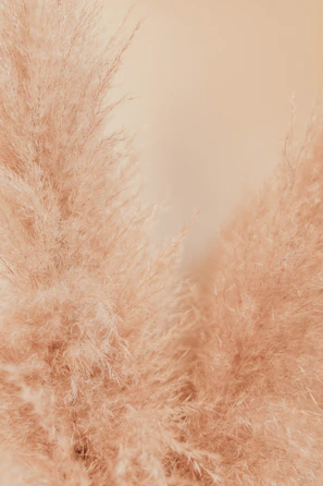 Soft pink and gold fabric textures displayed with delicate lighting and shadows