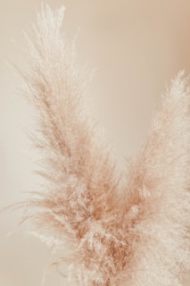 A serene arrangement of bleached pampas grass in soft beige tones against a minimalist white background.