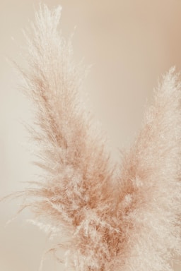 A serene arrangement of bleached pampas grass in soft beige tones against a minimalist white background.