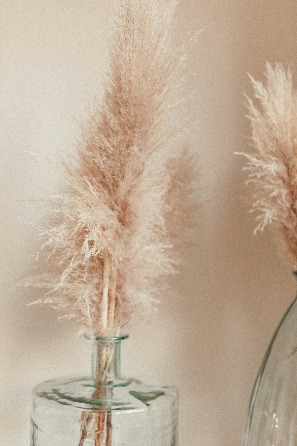 beige decorative plant in clear glass vase