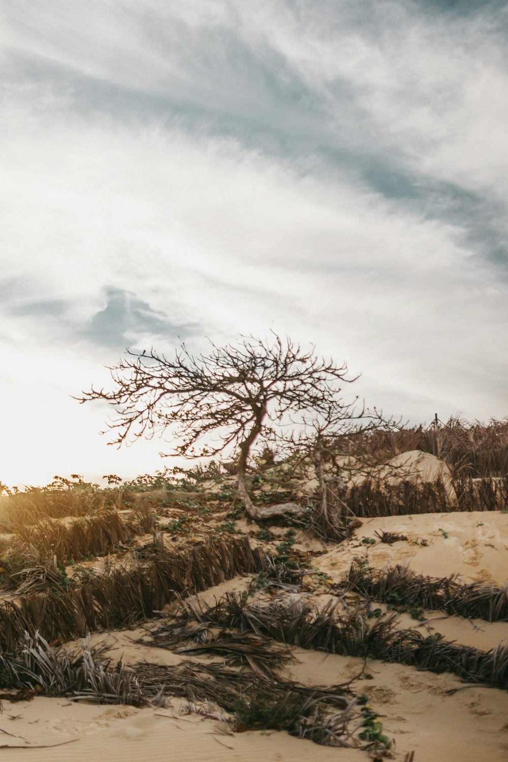 árbol sin hojas sobre la arena