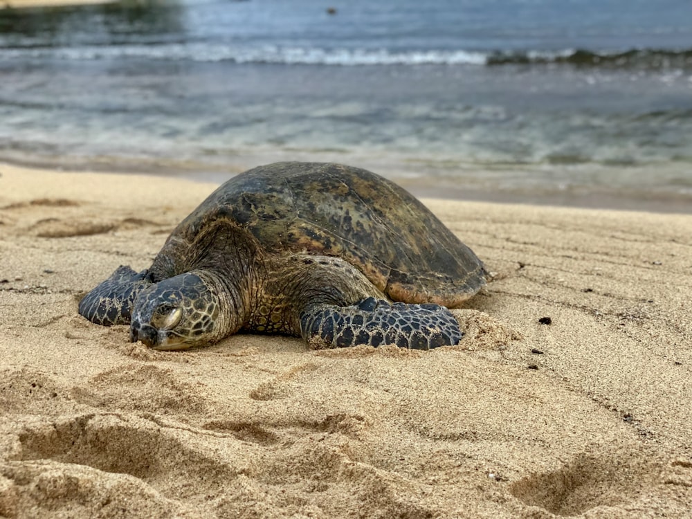 turtle on beach sand