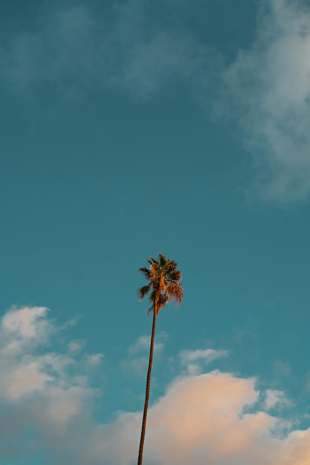 low angle photography of palm tree under blue sky