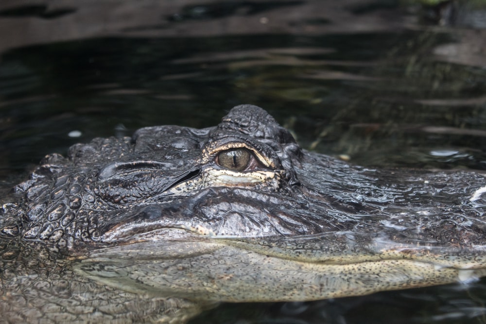 black crocodile floats on water