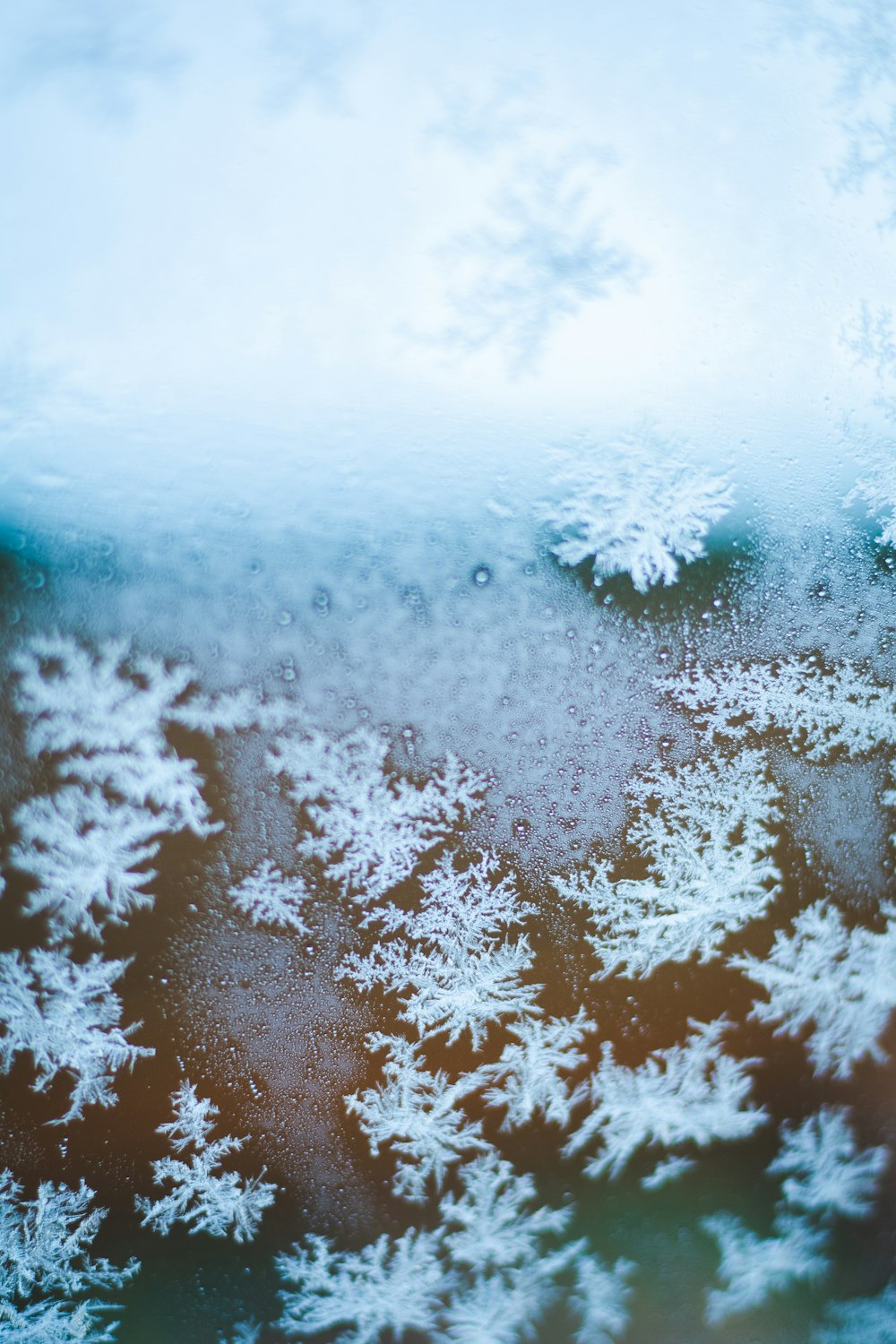 close-up photography of snowflakes