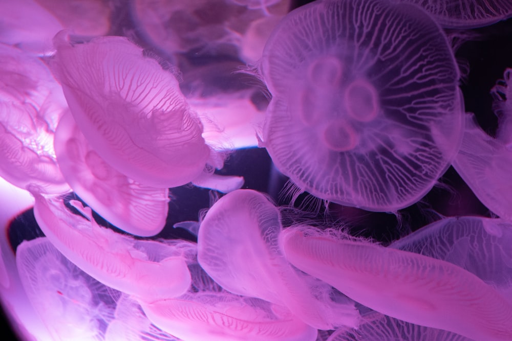 close-up photography of jellyfish