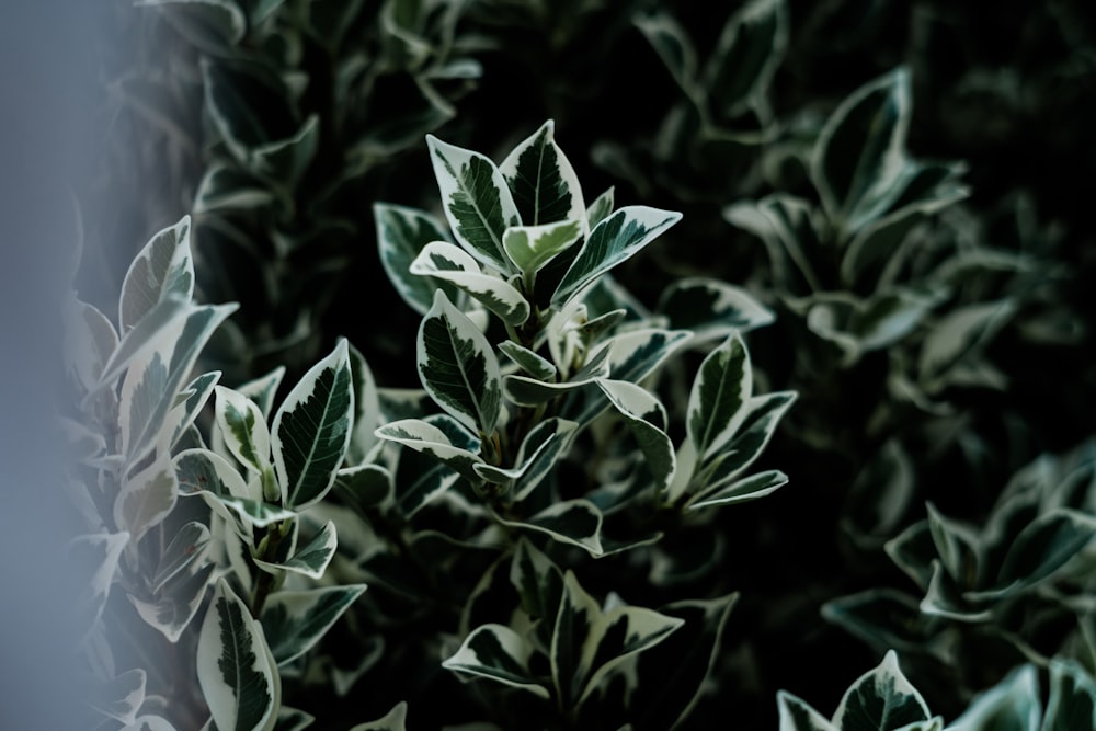 green and white leafy plant