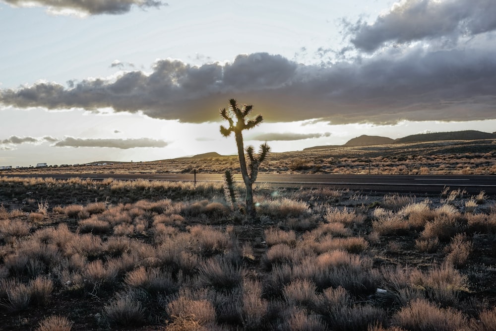 cactus beside road