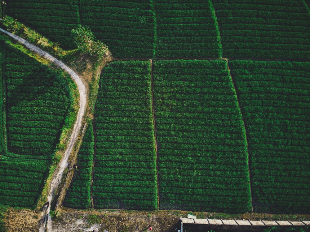 aerial photo of green field near curvy raod