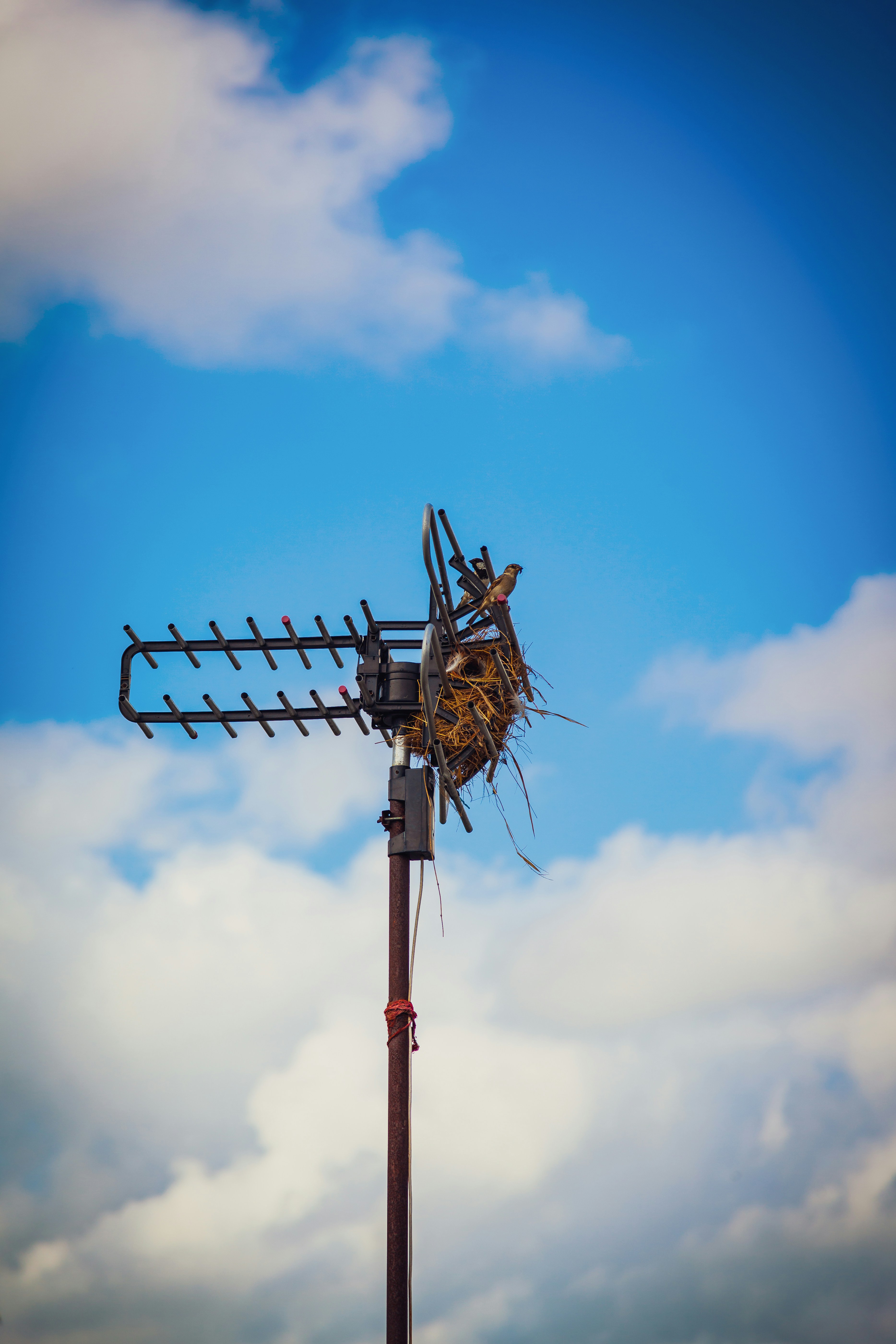 What is ANT in Aviation? (Antenna (Radio))