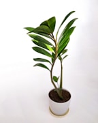 A vibrant green plant with leaves, symbolizing health.