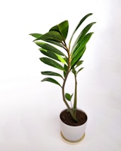 A potted green plant with long, oval leaves displayed against a plain white background. The plant is healthy and vibrant, with the leaves arranged symmetrically along slender stems.