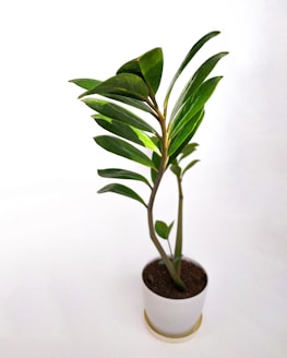 A potted green plant with long, oval leaves displayed against a plain white background. The plant is healthy and vibrant, with the leaves arranged symmetrically along slender stems.