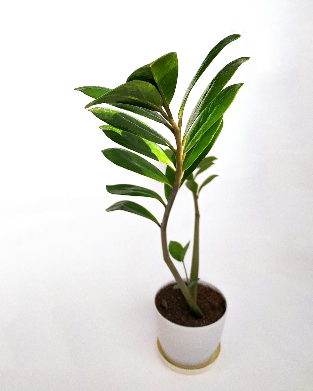 green plant on white pot