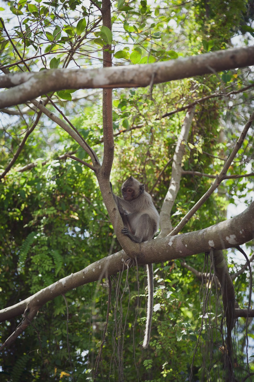 monkey on tree branch