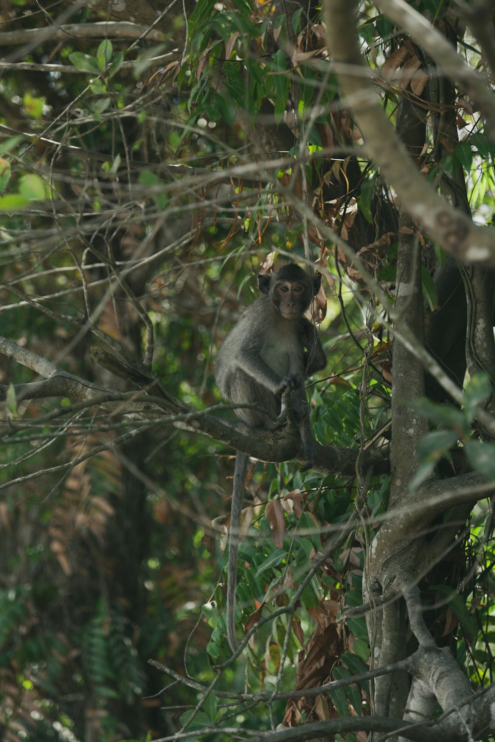 gray monkey on brown wooden tree