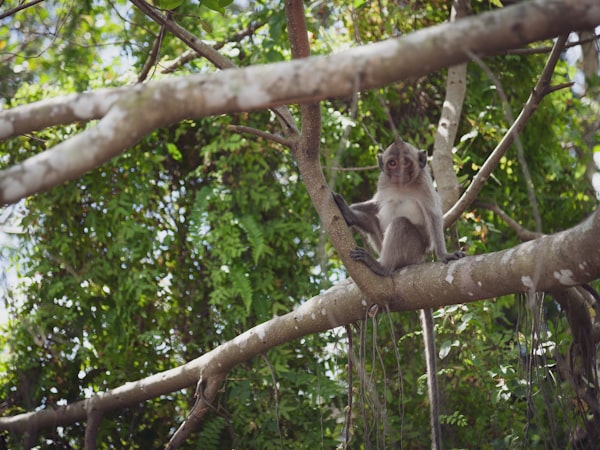 Visiting Cat Tien National Park in Vietnam